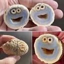 Cookie