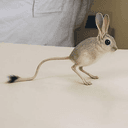 JERBOA⁠