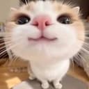 boop