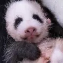 佑宝