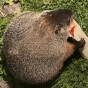 GUY