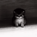 AURACAT