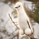 Monjita