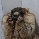 Marmot