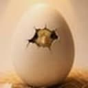 CHICK