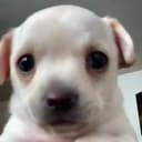 PDog