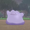 Ditto