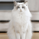 WHITECAT