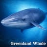 Whale