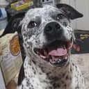 ZOEDOG