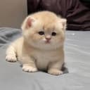 bean