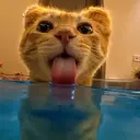 nom