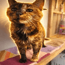 Flossie