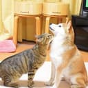 TSU-CHAN