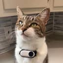 MR.KITTERS