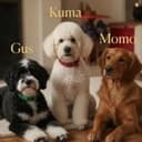 3DOG