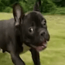 Neuradog