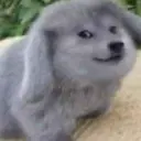 DOGEIFY