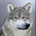 Wofl