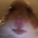 Hamster