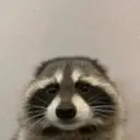 coon