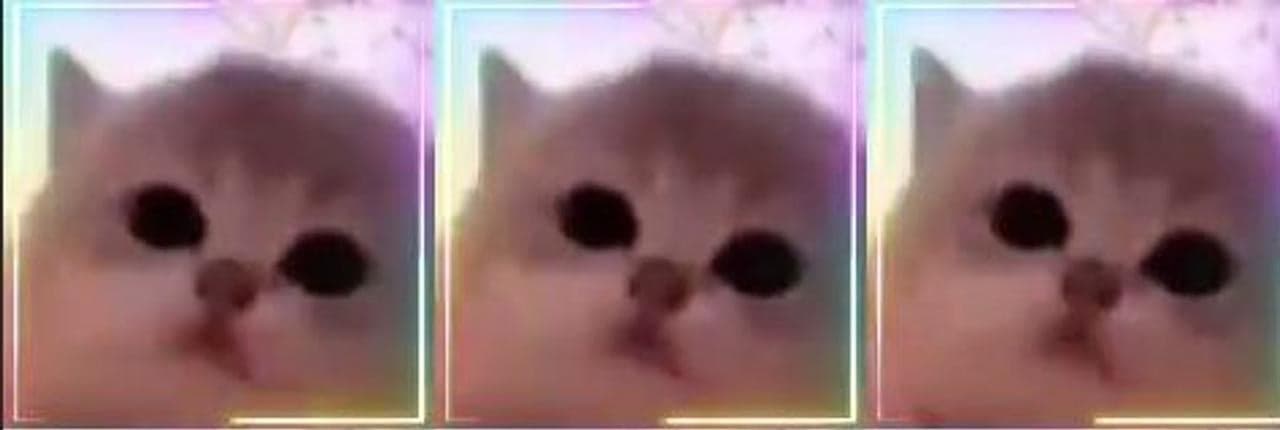 jam cat Banner