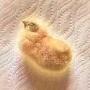 Nugget