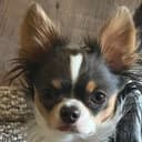 Furro