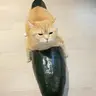 冬瓜小猫