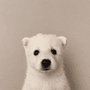 Cub