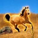 Donner