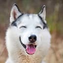 HUSKY