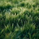 Grass