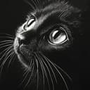 DEFINECAT