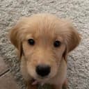 buddy