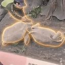SULCATA