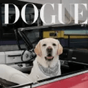 Dogue