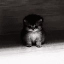 AURACAT