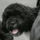 Bo