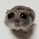 Hammy