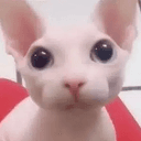 BINGUS