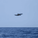 dolphin