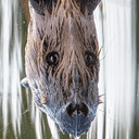 Groot