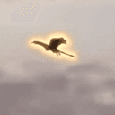 Rhaegal