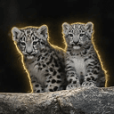 LEOPARDS