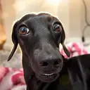 Gia