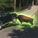 BULL