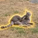 CATLEG