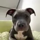 Bully