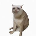 CASHCAT